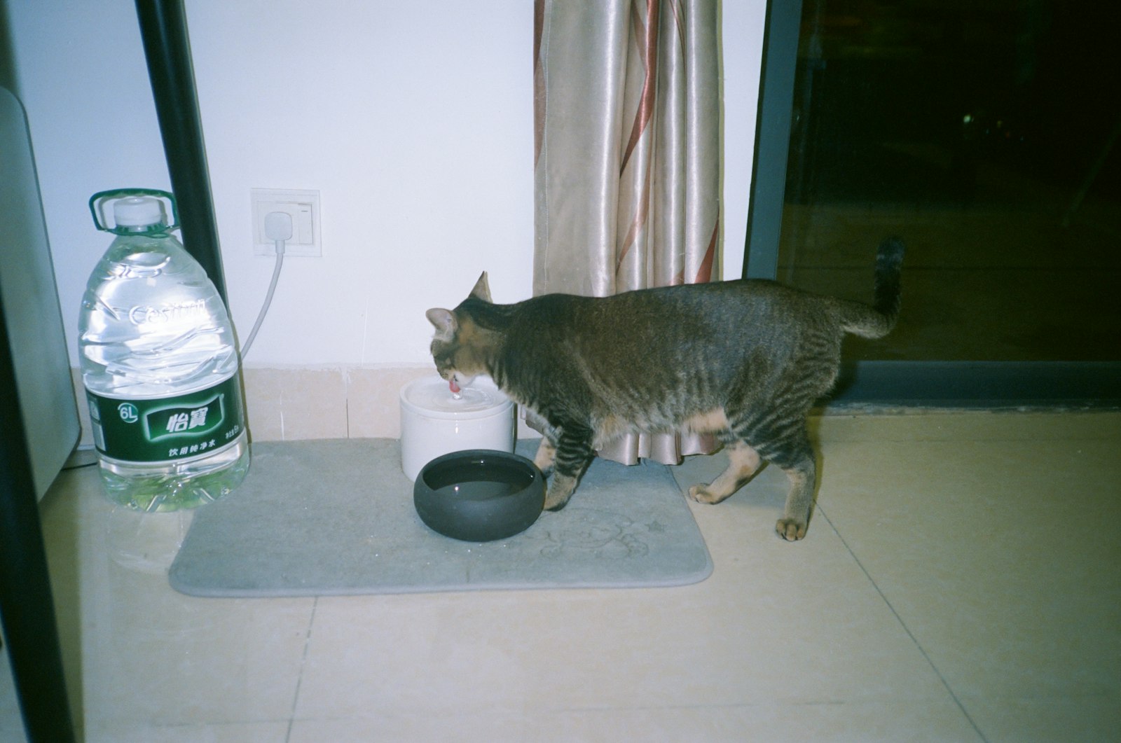 室内で器から水を飲む猫