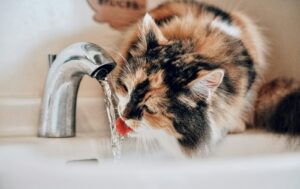 水を飲む猫