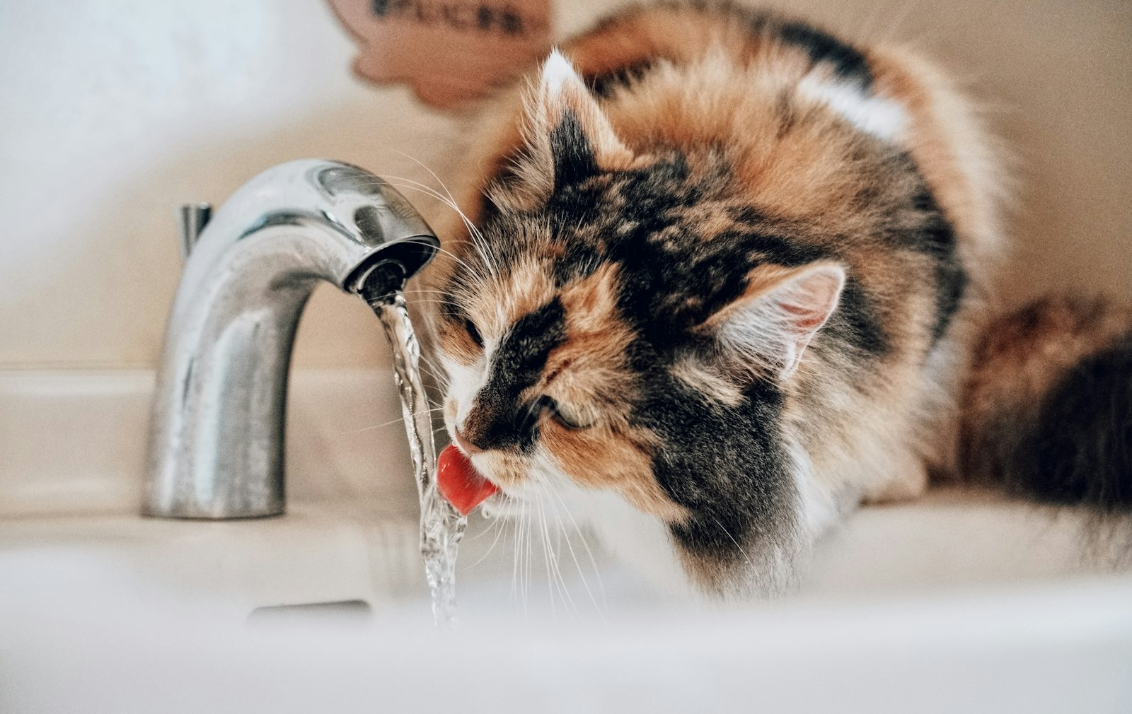 水を飲む猫