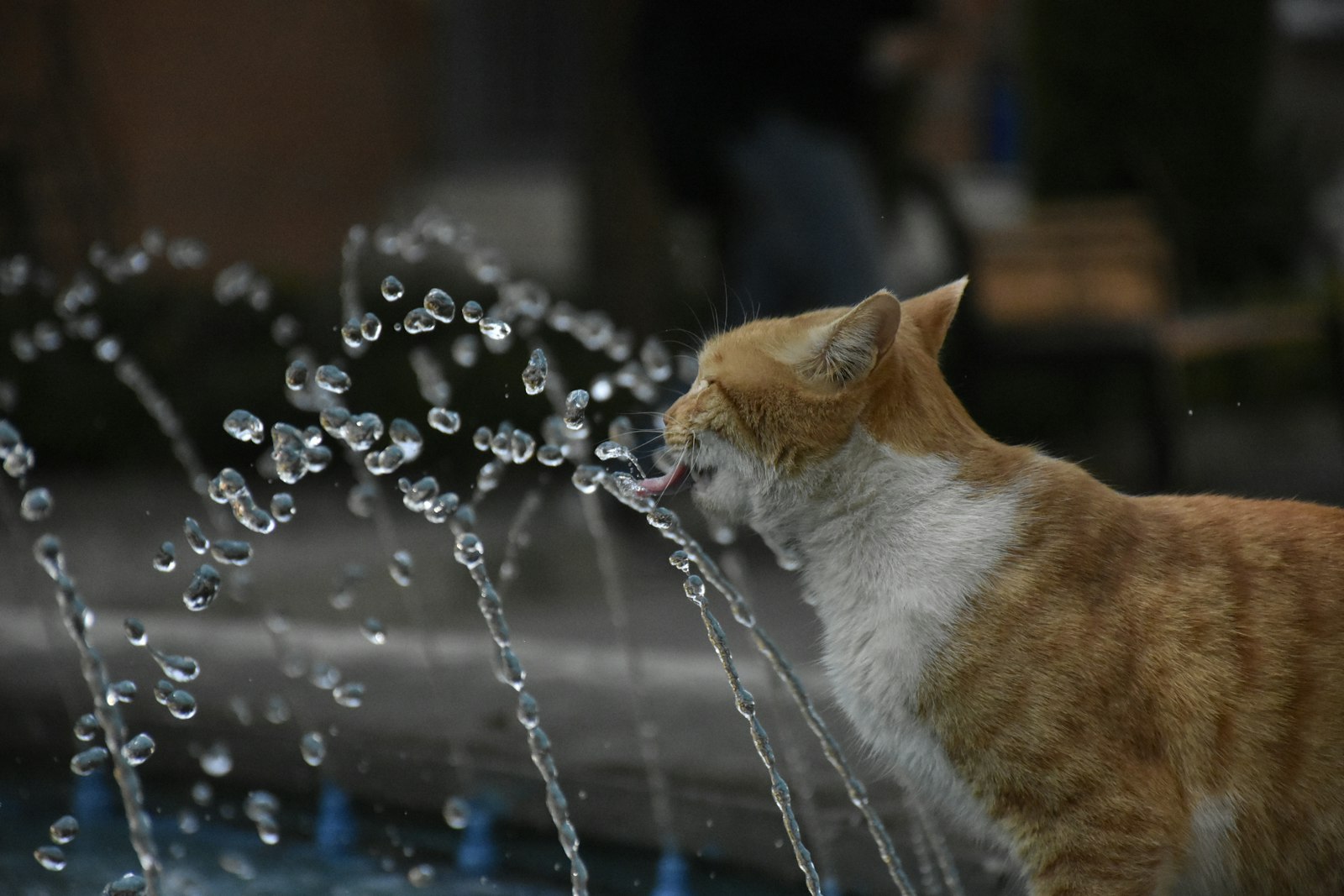 流れる水を飲む猫