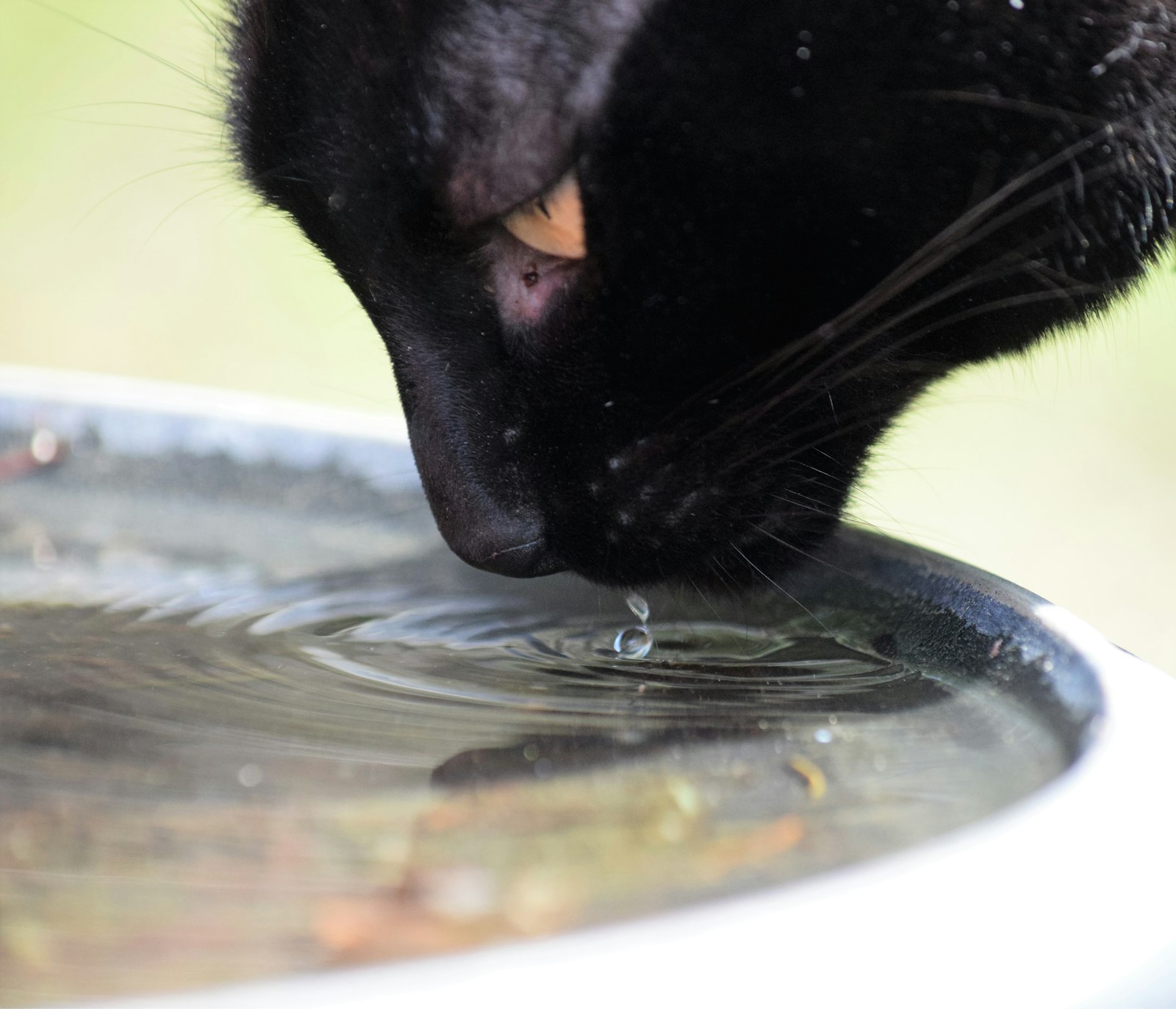 金属の器から水を飲む黒猫