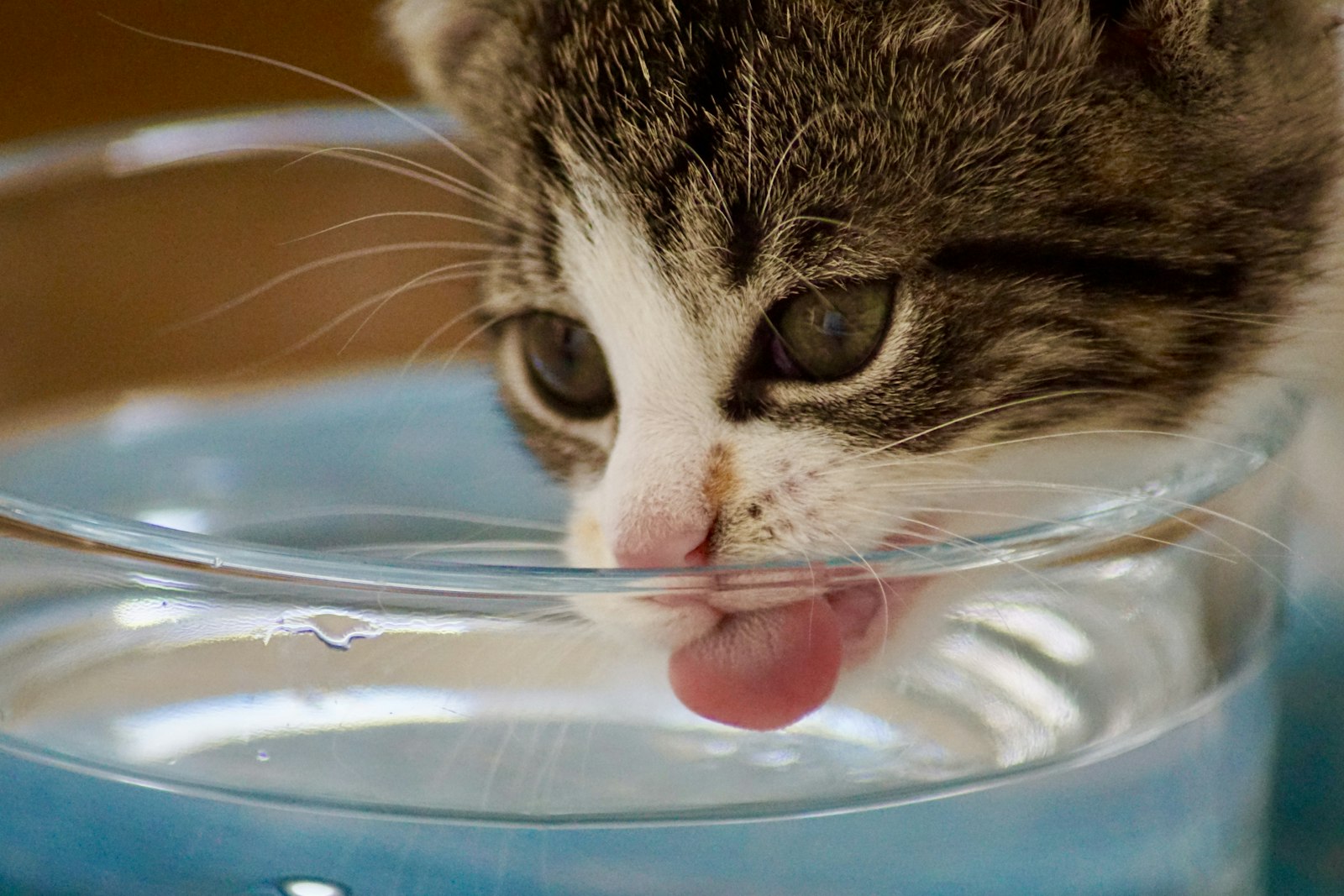 水を欲しがる子猫