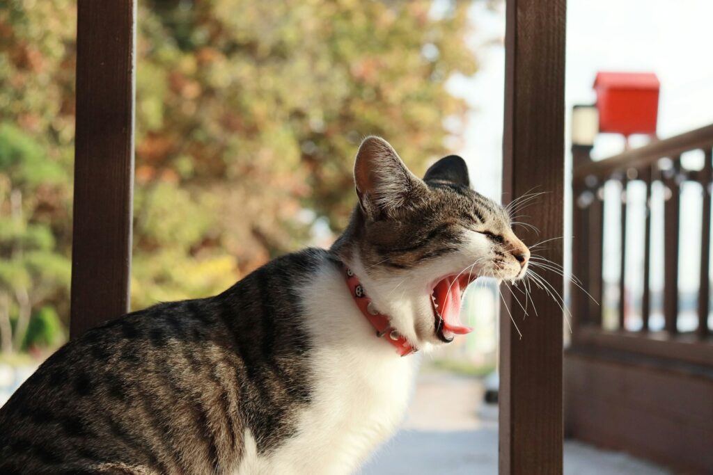 ベンチであくびをする猫