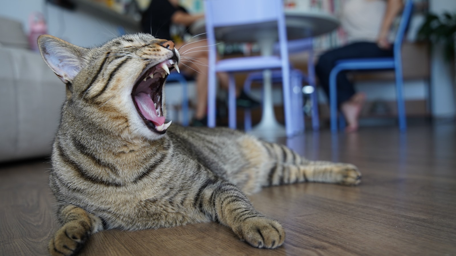 口を大きく開けてあくびをする猫